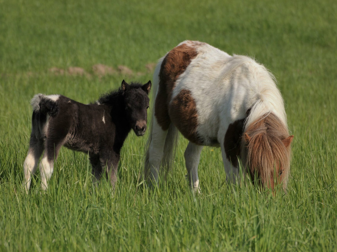 Berghotel Habbel主图