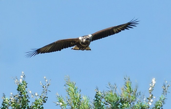 The Raptor Centre景点图片