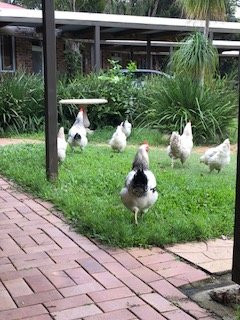 Nimbin Rocks Retreat主图