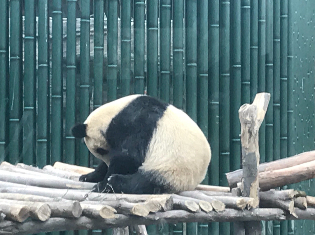 北京动物园景点图片