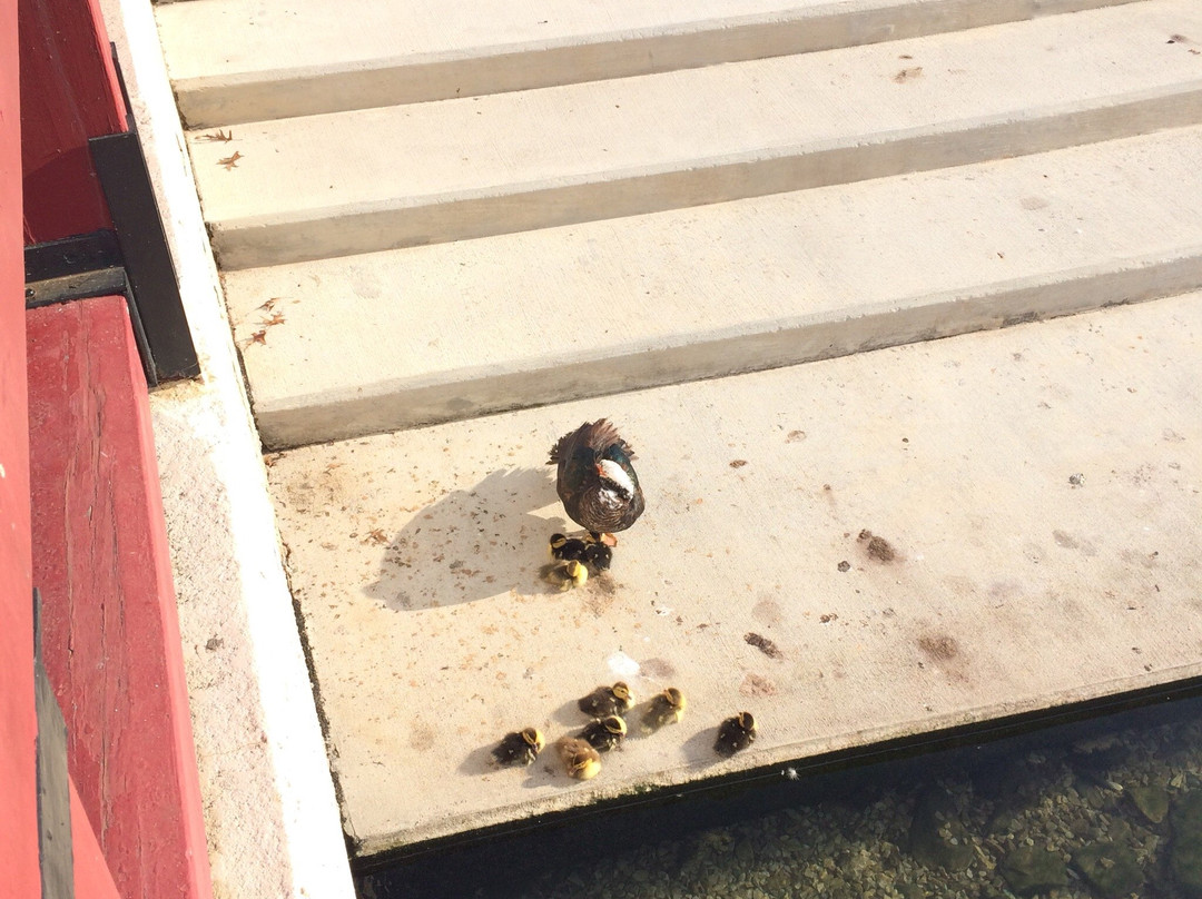 Dublin Memorial Park-Madison必去景点