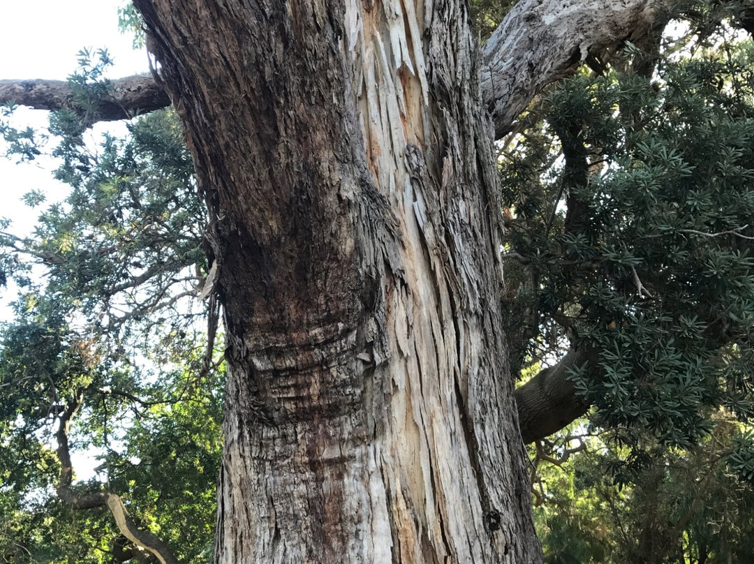 Wyeth-McNamara playground-Inverloch必去景点