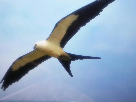 Parkland Airboat Rides-Parkland必去景点