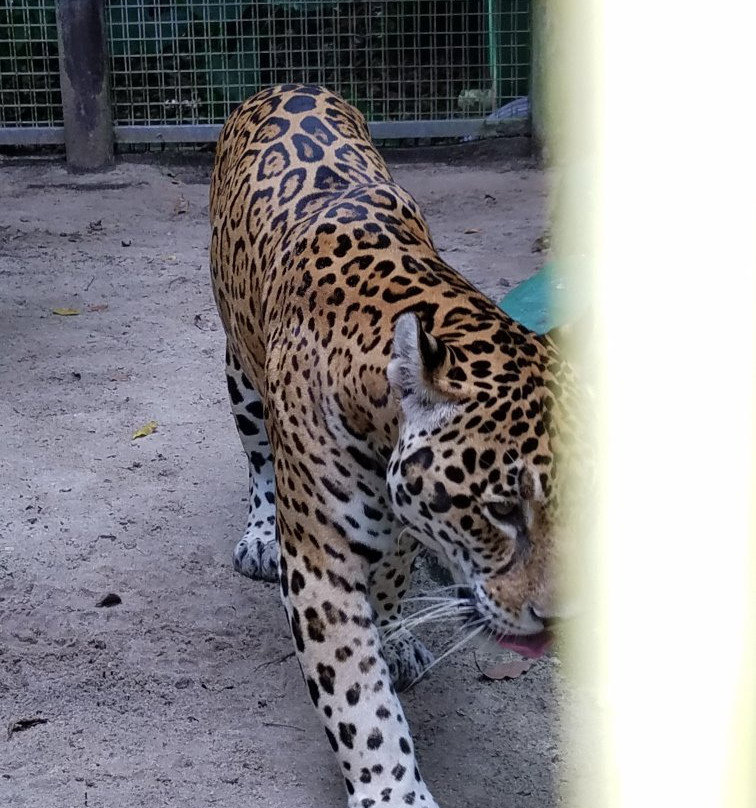 Zoológico Manaus Tropical-玛瑙斯必去景点