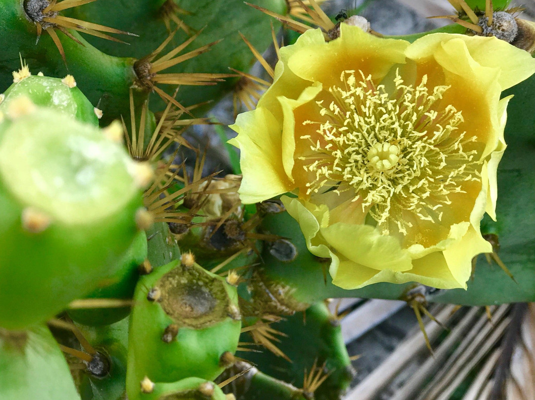 Diogo Beach-Beberibe必去景点