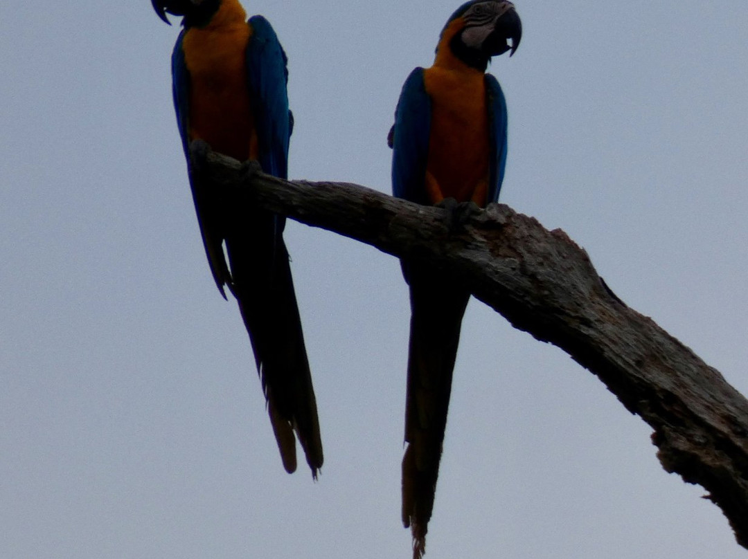 Reserva de Biosfera y Tierra Comunitaria de Origen Pilón Lajas-Beni Department必去景点