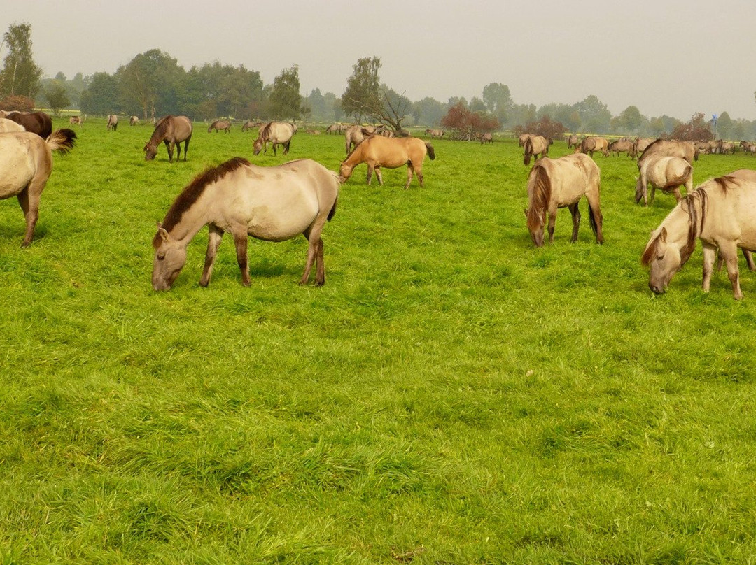 Wildpferdebahn im Merfelder Bruch景点图片