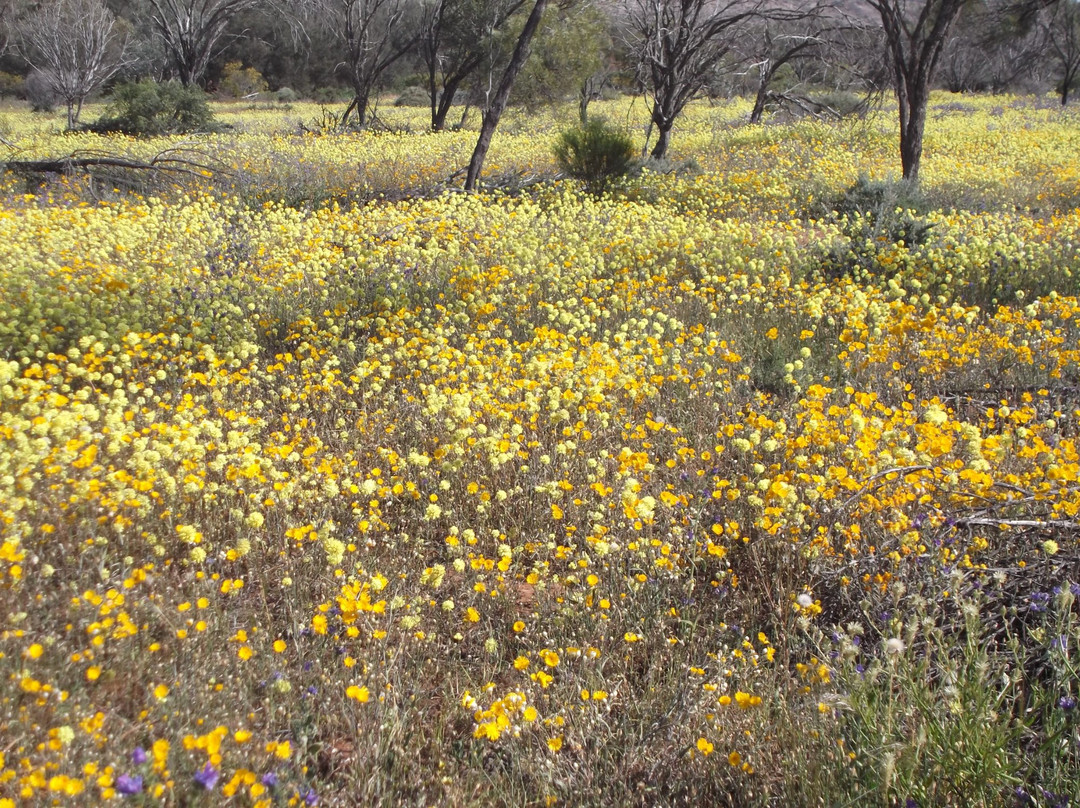 Australian Wildflower Tours景点图片