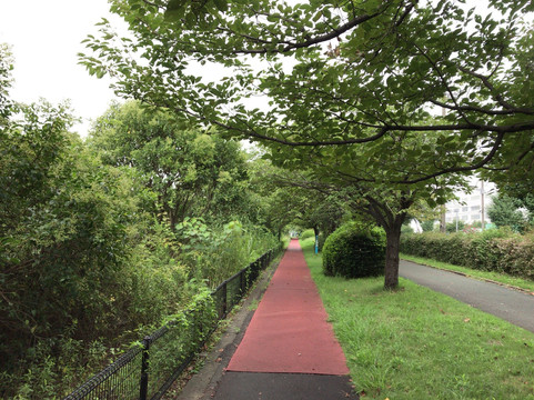 Kuki Shobu Park-久喜市必去景点