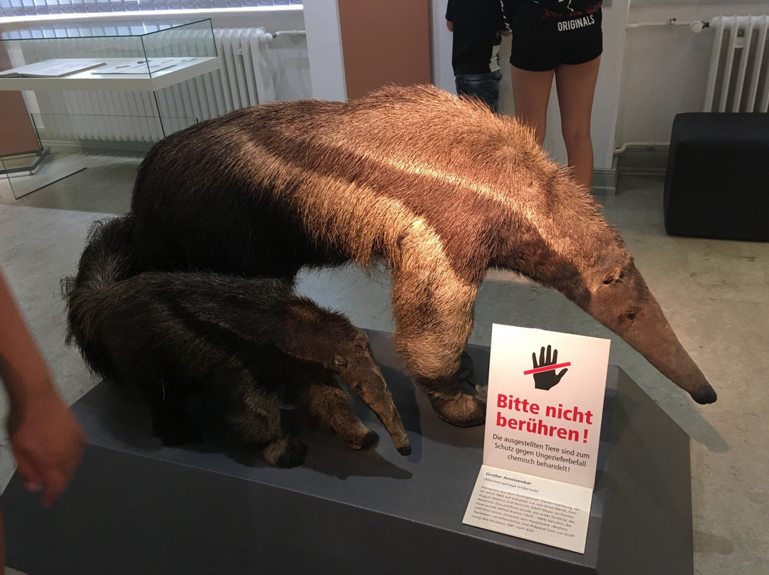 Zoologisches Museum-基尔必去景点