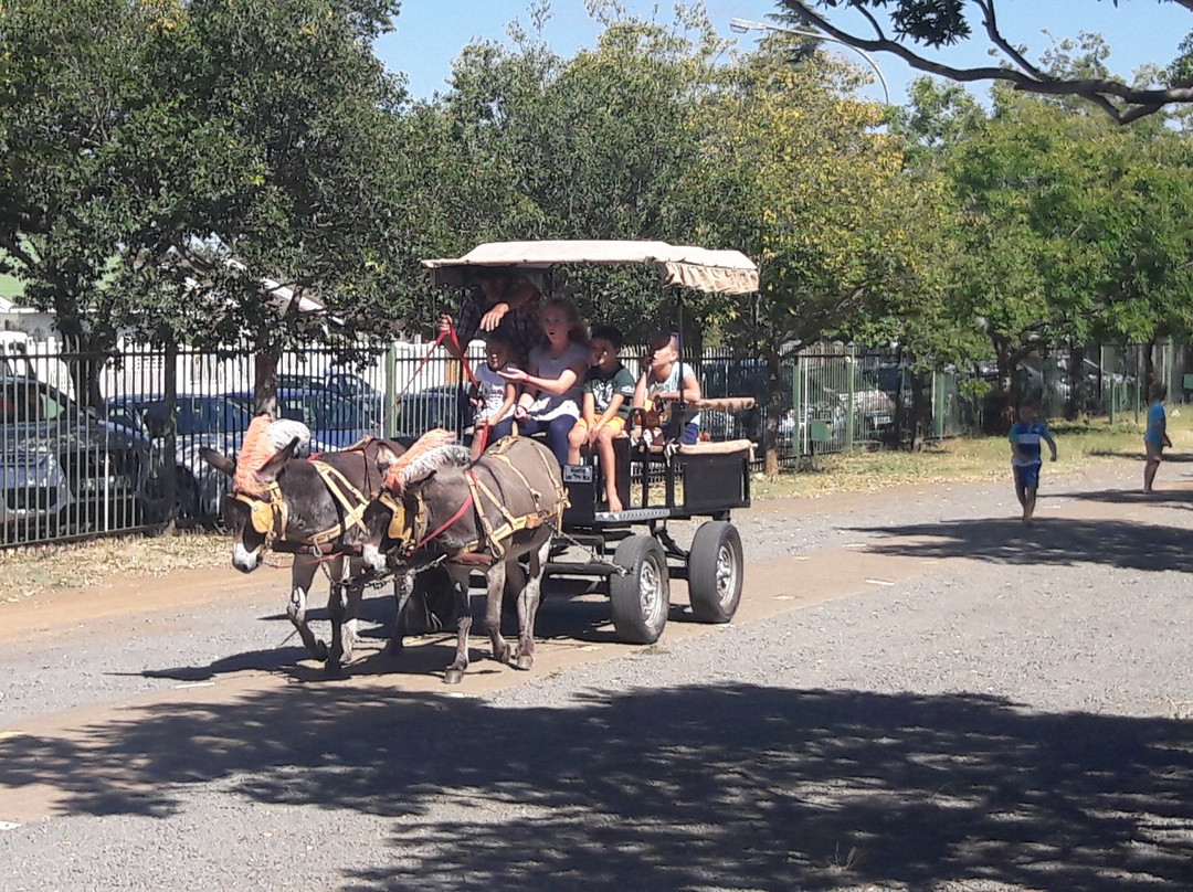 Langenhoven Park Farmers Market-布隆方丹必去景点