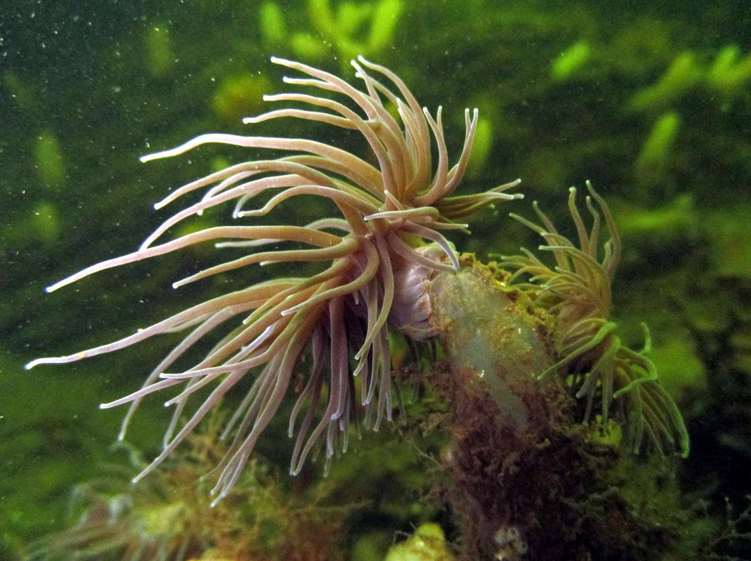 Red Duck Diving-Castlerock必去景点