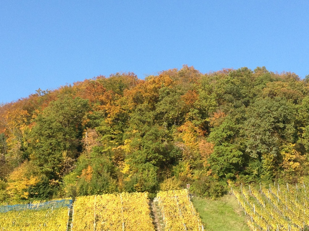 Ruinen Wartenberg & Rebenweg-Muttenz必去景点