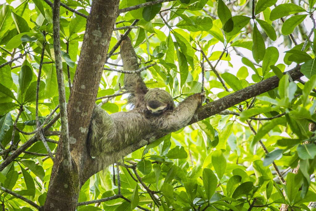 Costa Rica Green Adventures景点图片