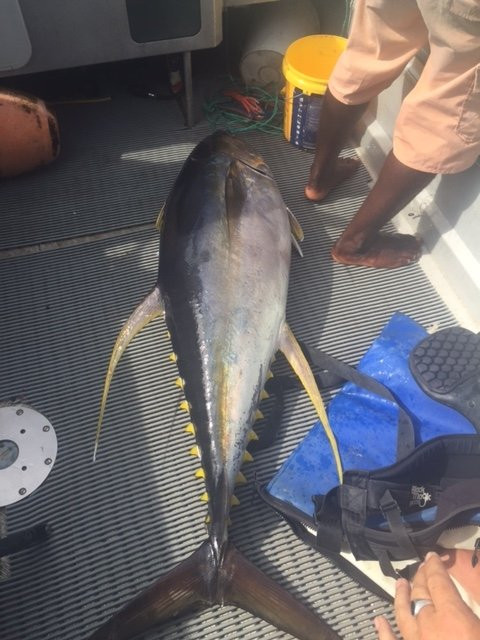 Harbour Fishing Charters-维拉港必去景点