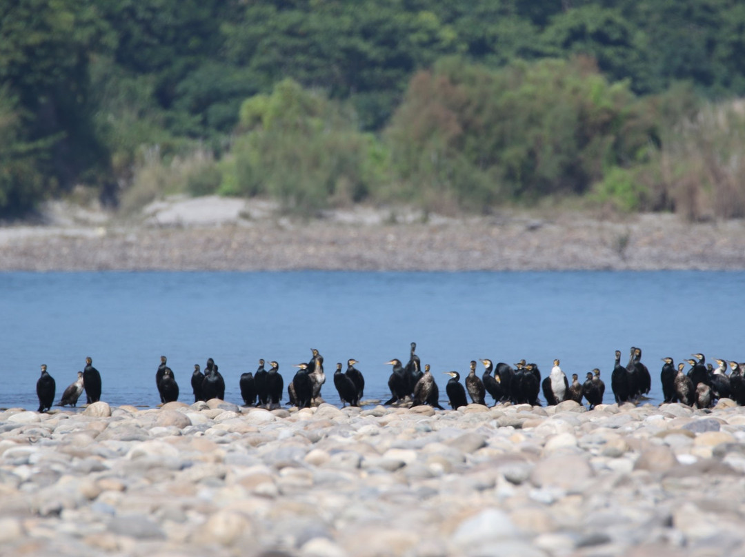 Bura-Chapori Wildlife Sanctuary景点图片
