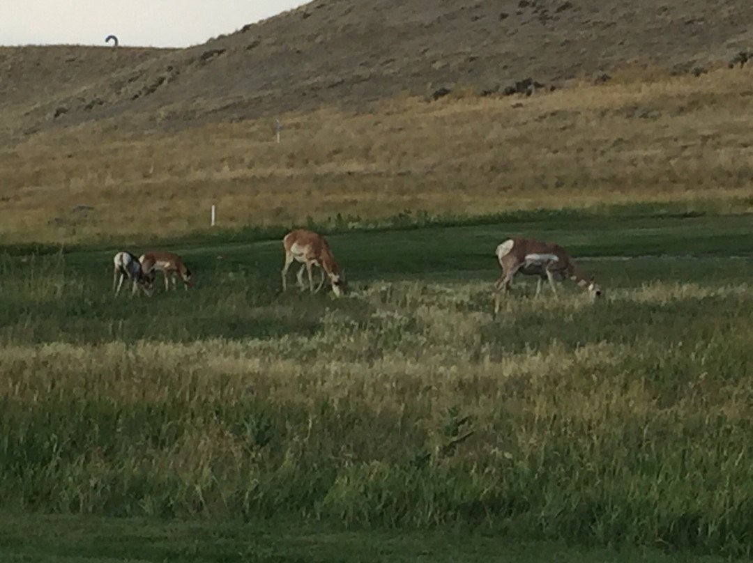 Olive Glenn Golf Course-科迪必去景点