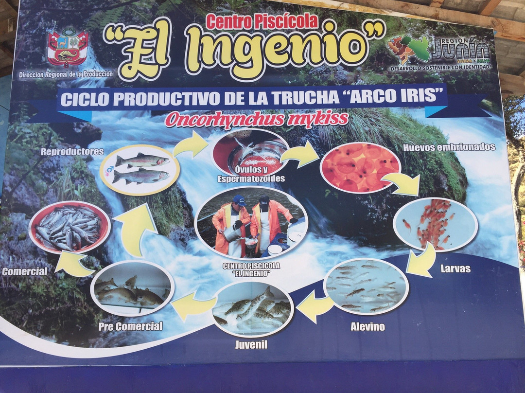Ingenio Criadero de Truchas-万卡约必去景点