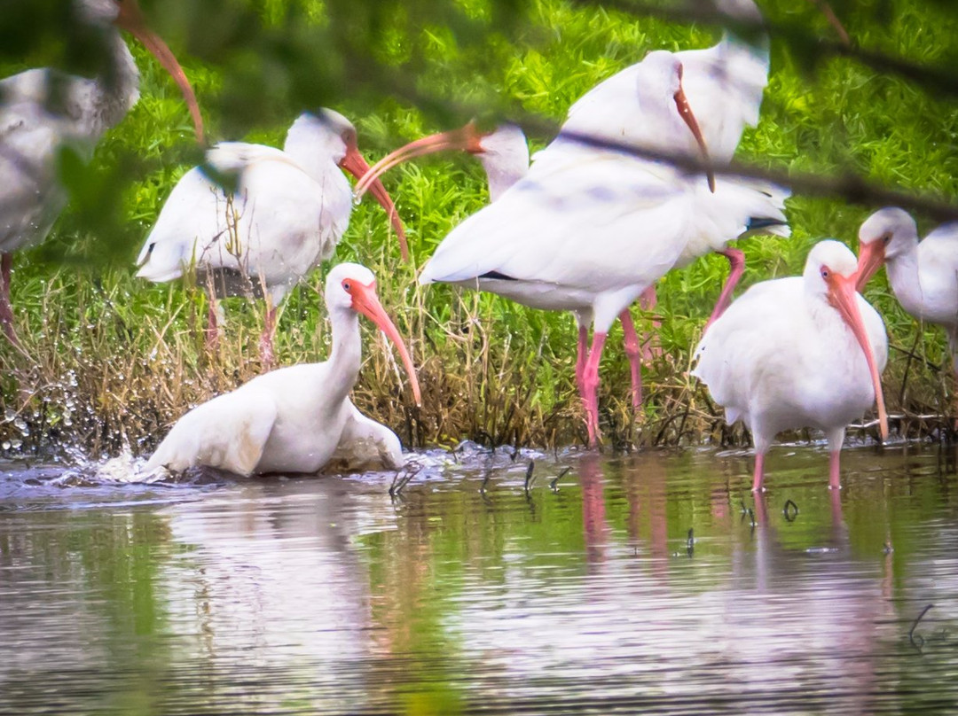 Eco Pond-大沼泽国家公园必去景点