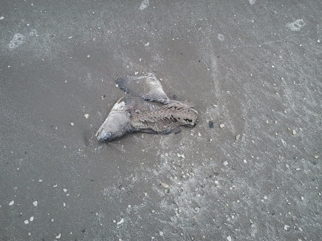 Mae's Beach-Cameron必去景点