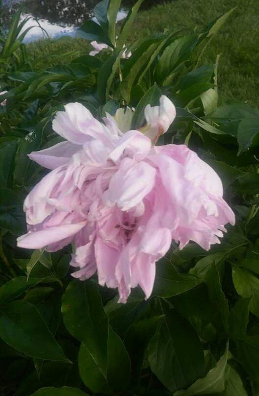 Historic Old West End-托莱多必去景点