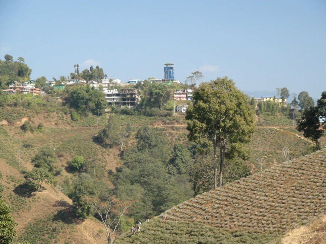 Ilam Tea Garden景点图片