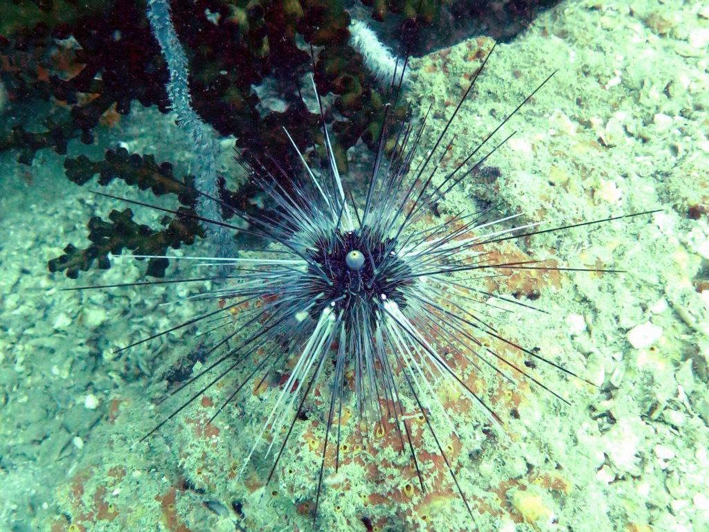 Quiver Dive Team-红土坎必去景点