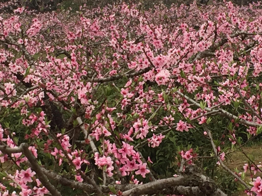 五里村-黟县必去景点