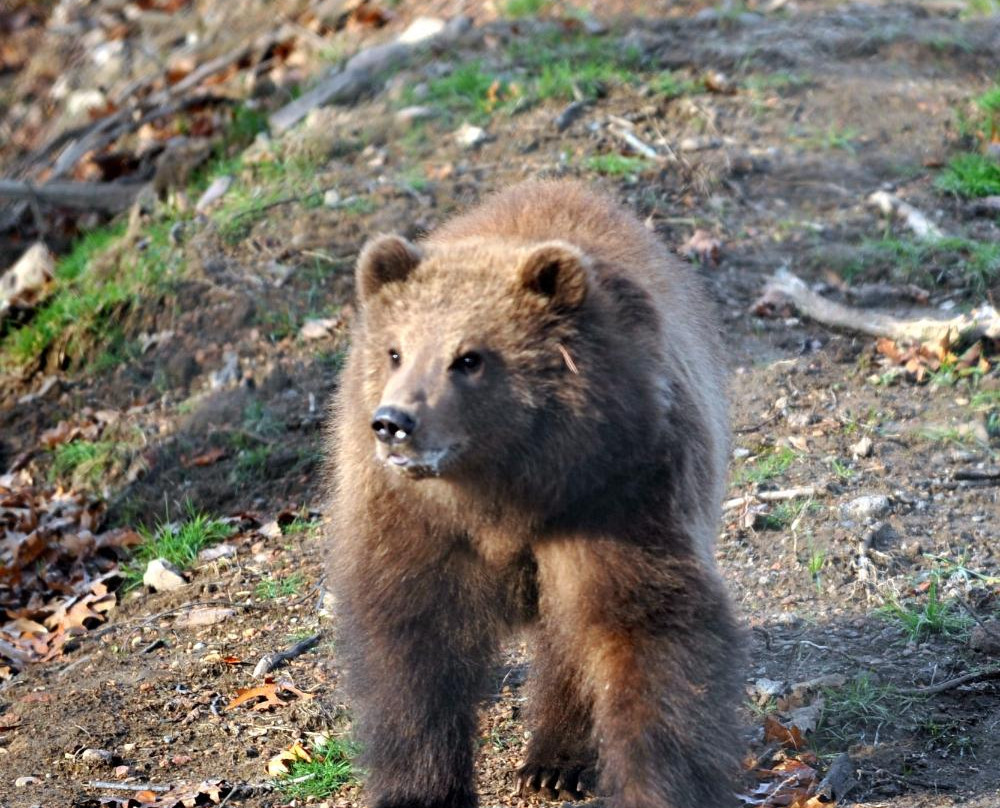 Wildwood Zoo-Marshfield必去景点