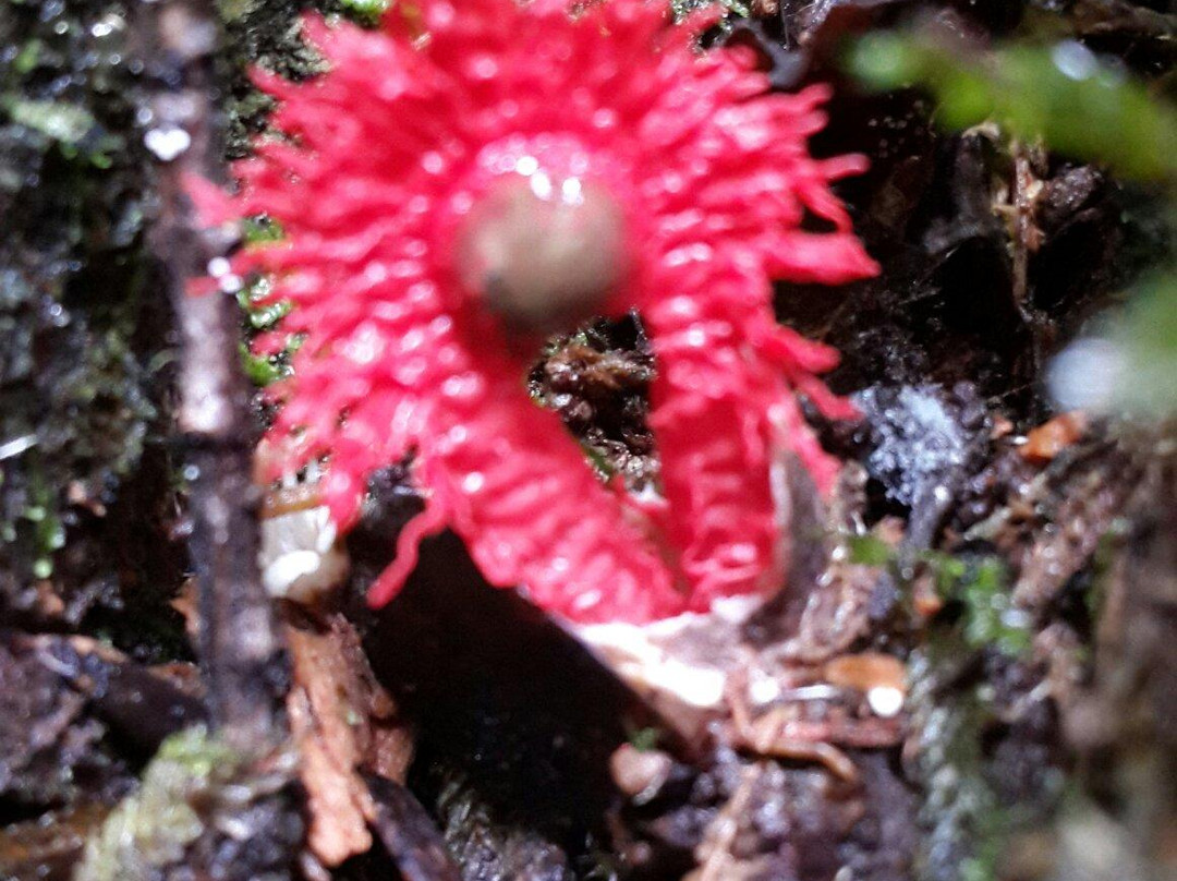 Jukumari Tours - Day Tours-Samaipata必去景点