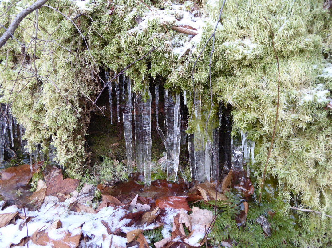 Parc des Montagnes Noires景点图片