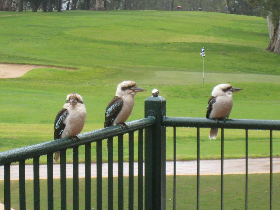 Mount Osmond Golf Club景点图片