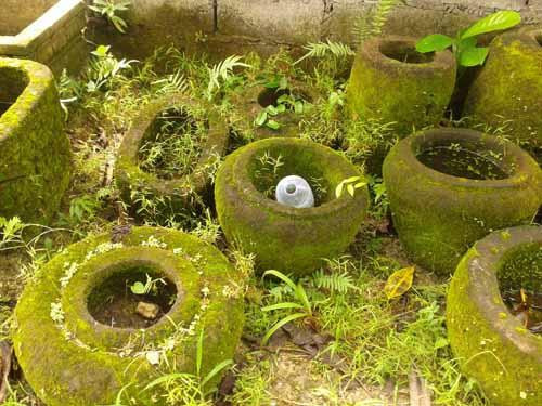 Garden Ponds Kauai-基拉韦厄必去景点