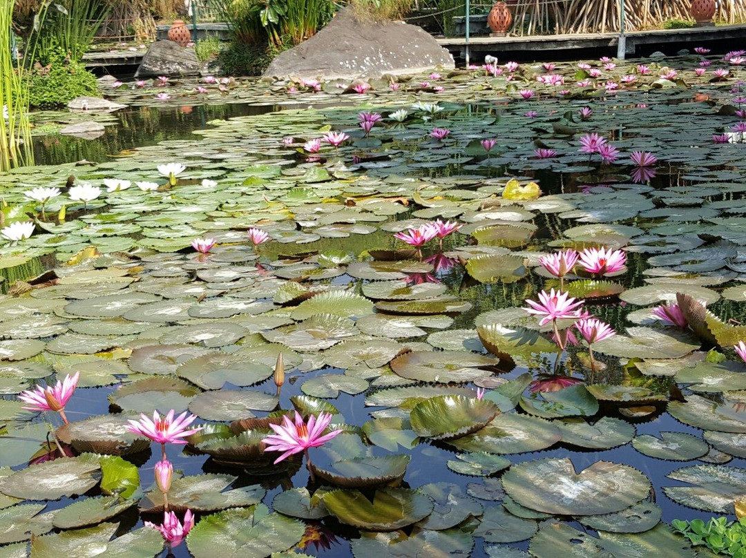 Cipanas Garut Hot Springs景点图片