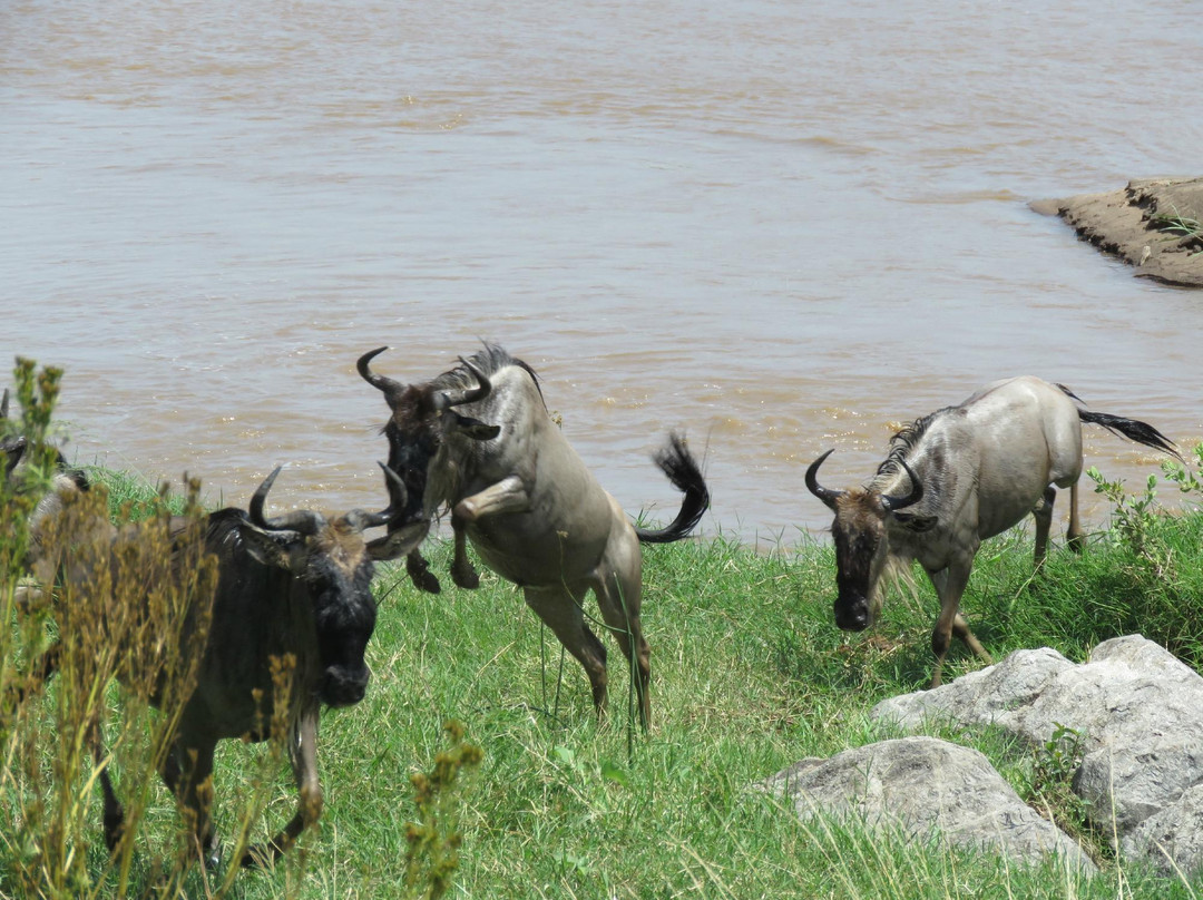 African Scenic Safaris-莫西必去景点