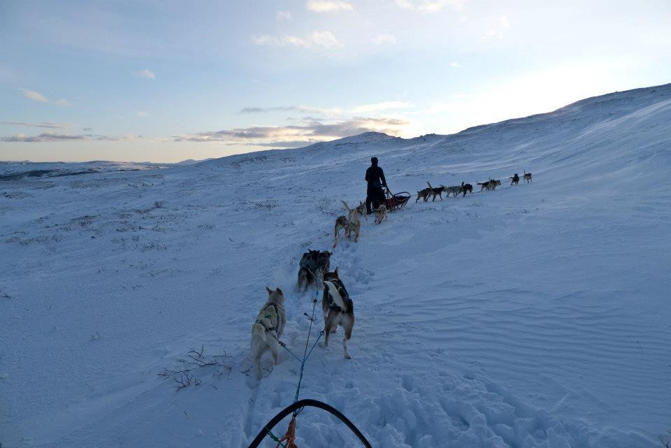Alaskan Husky Tours Day Tours景点图片