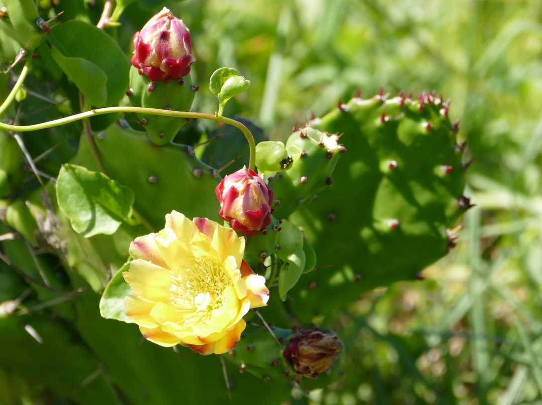 Christison Park-Vaucluse必去景点