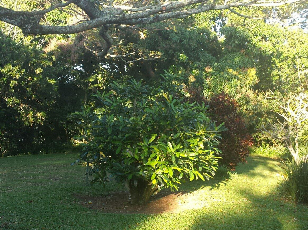 科哈拉俱乐部饭店主图