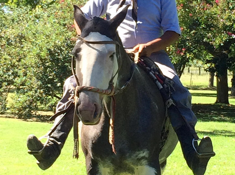 Signature Tours-布宜诺斯艾利斯必去景点