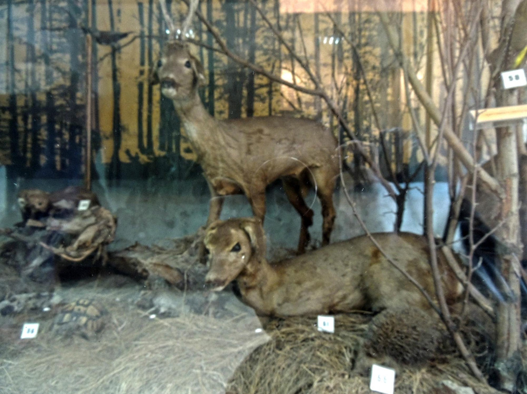 Natural-Science Museum and Preserve景点图片