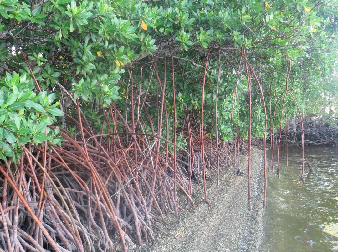 Chokoloskee Island Charters景点图片
