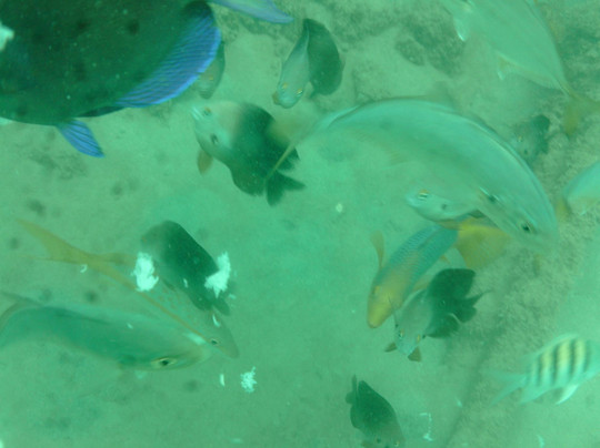 Caribe Aquatic Adventures-圣胡安必去景点