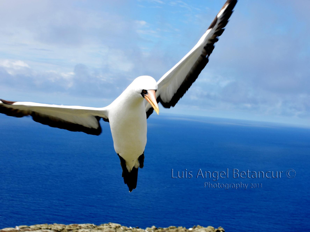 马尔佩洛岛动植物保护区-Malpelo Island必去景点