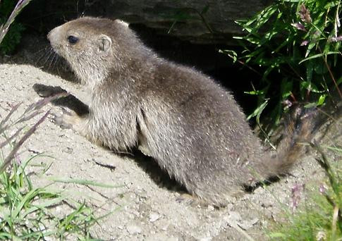 Alpinism & Ski Wanaka-瓦纳卡必去景点