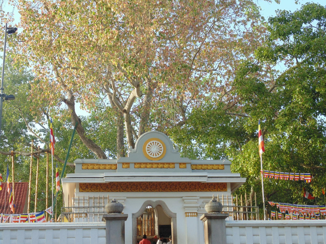 Sri Maha Boodhi Temple景点图片