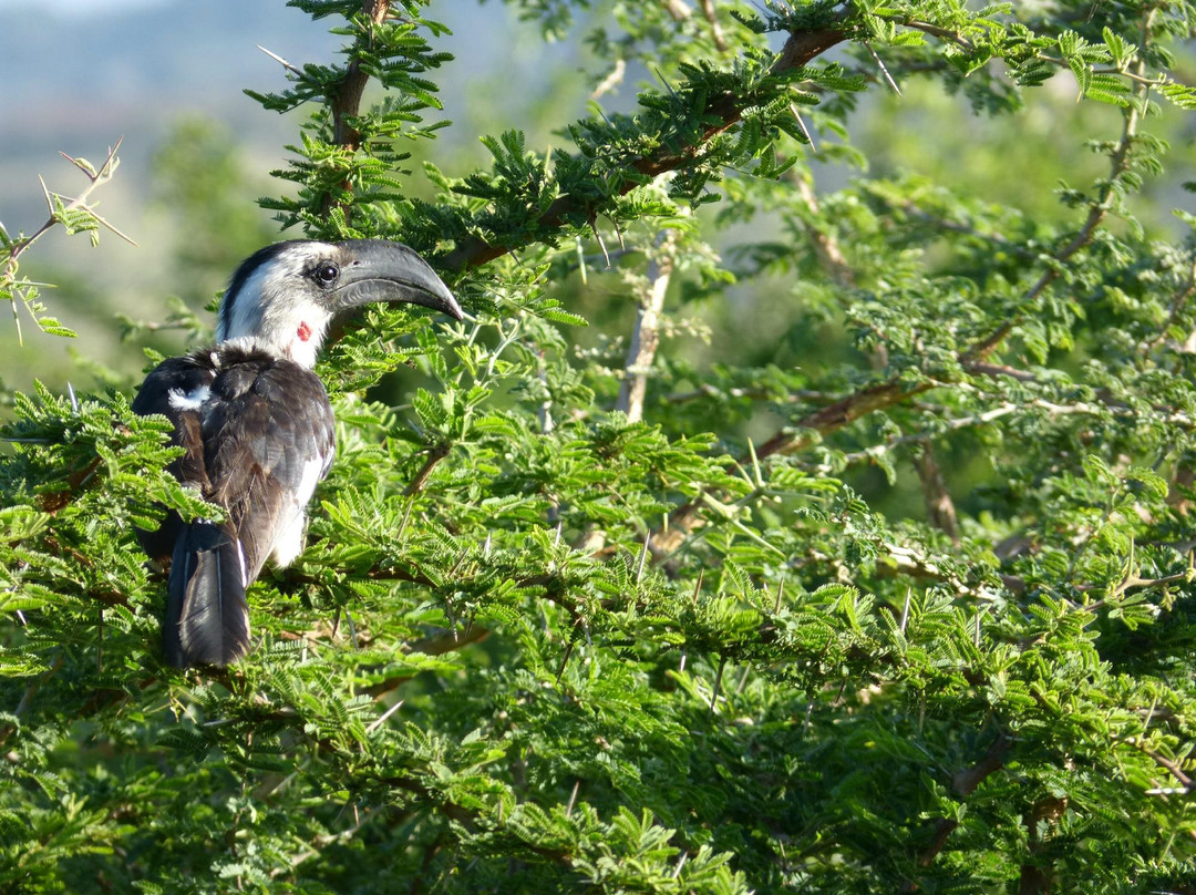 Maanzoni Sanctuary-Machakos必去景点