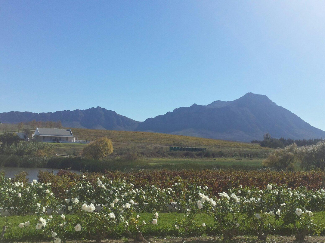 Rijk's Wine Estate景点图片