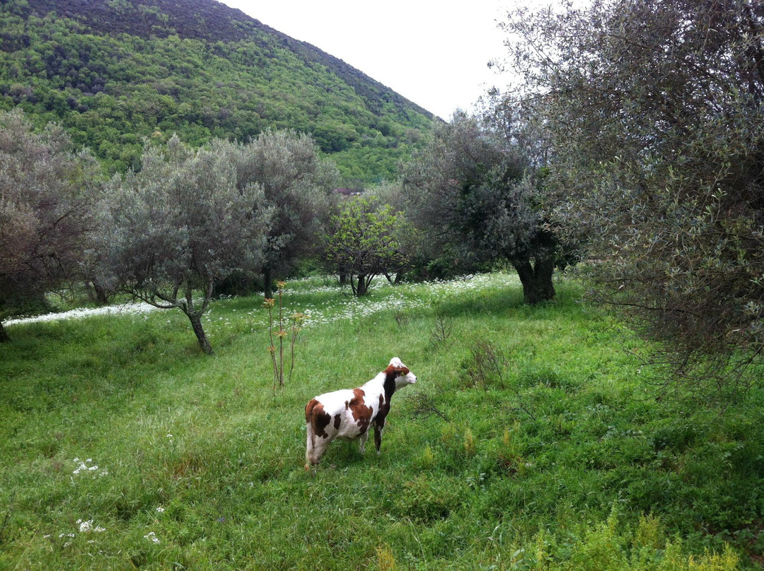 B&B Monticello主图