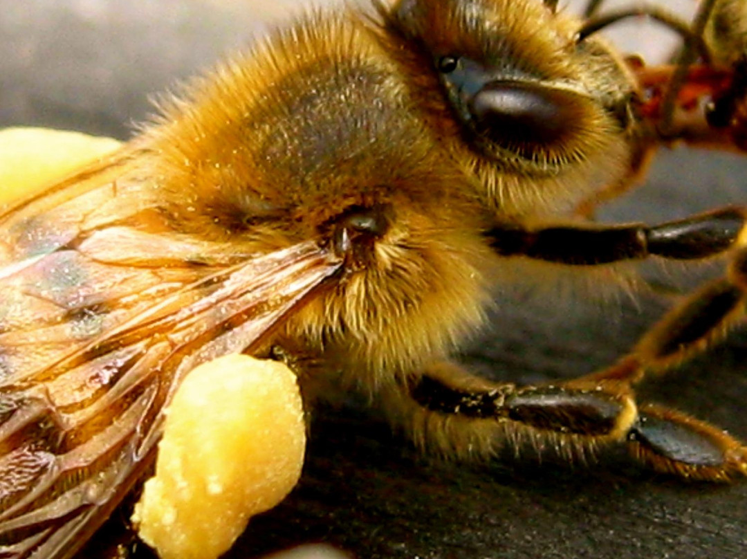 Les Trois Acres/Three Acres-Dunham必去景点