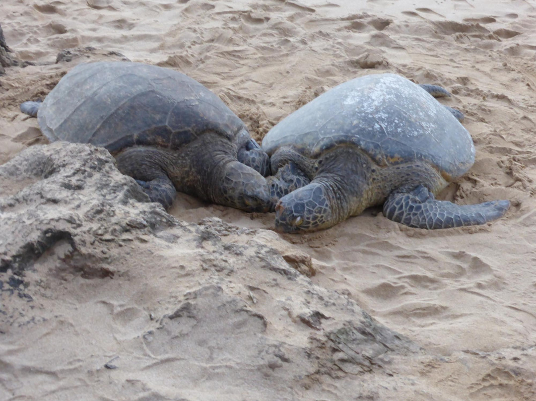 Adventure Tours Hawaii-瓦胡岛必去景点